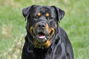 Rottweiler Dog