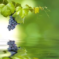 racimo de uva en la rama con reflejo