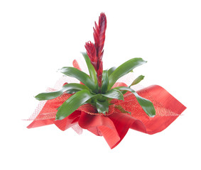 Flower in pot, isolated on white, Vriesea splendens