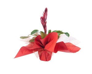 Flower in pot, isolated on white, Vriesea splendens