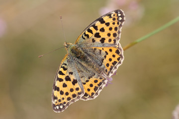 kleiner Perlmuttfalter