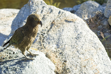 Kea Parrot on rocks, Near Milford Sound, New Zealand