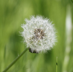 Fototapeta premium Löhwenzahn Pusteblume