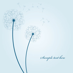 vector dandelion background