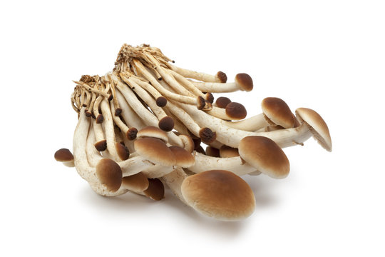 Fresh cluster of Pioppino mushrooms