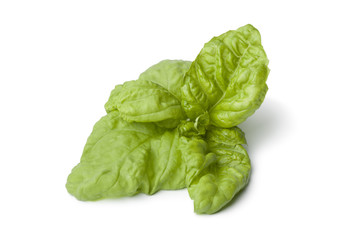 Lettuce leaf basil