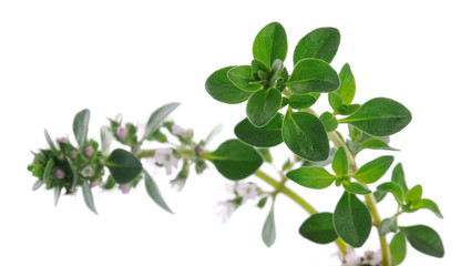 thyme