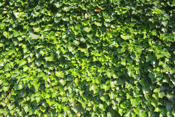 green leafs background