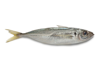 Single Atlantic horse mackerel
