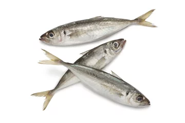 Tableaux ronds sur plexiglas Anti-reflet Poisson Atlantic horse mackerels