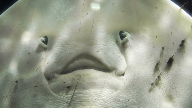 Whiptail stingray face close up