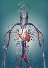 3D -  Modell eines gläsernen Menschen mit Herz/Kreislaufsystem