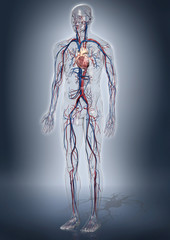 3d-Modell eines gläsernen Menschen mit Herz / Kreislaufsystem