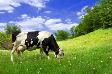 Vache sur beau pré