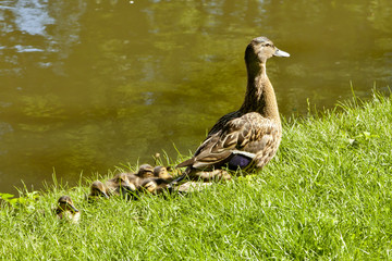 Ente mit Küken am Ufer