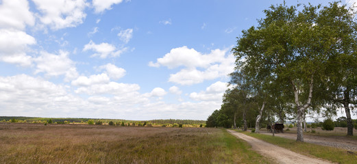Fototapeta na wymiar Panorama Lüneburg Heath z trenerem