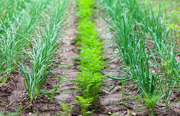 Onion garden