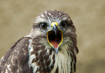 Shrieking bird