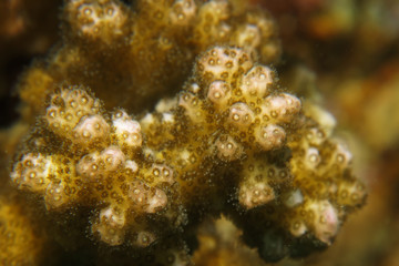 Obraz na płótnie Canvas Coral