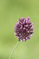 Wild onion flower