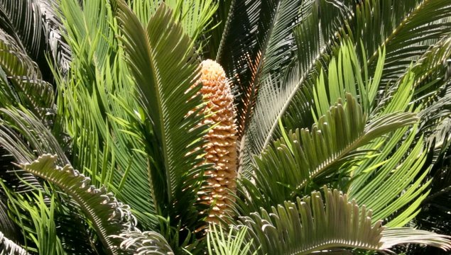 Cycad (cycas) plant
