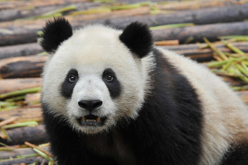 Giant panda bear looking in camera