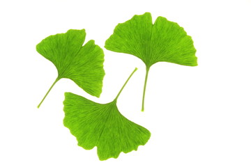 Ginkgo biloba