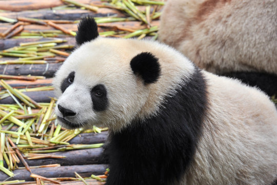Hungry giant panda bear