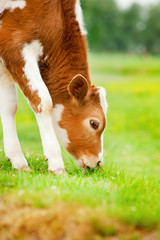 Brown calf eats grass
