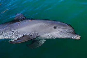 Schapenvacht deken met foto Dolfijnen Speelse dolfijn