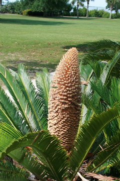 Palma nana. Cicas.