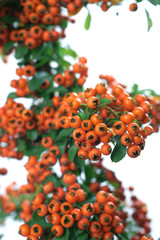 Pyracantha TETON -  firethorn © 7monarda