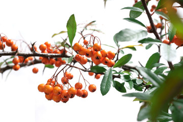 Pyracantha ORANGE GLOW -  firethorn © 7monarda