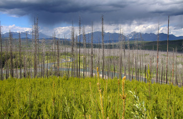 Burnt trees in Glacier park