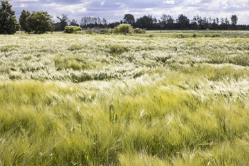 Green wheat field in a strong wind © stepmar