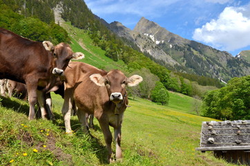 Jungrinder auf Alpe im Hochgebirge