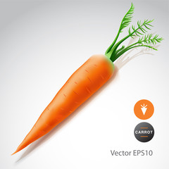Carrot isolated on white background, vector Eps10 image