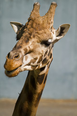 Close-up of a giraffe
