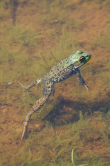 Grenouille dans l'eau
