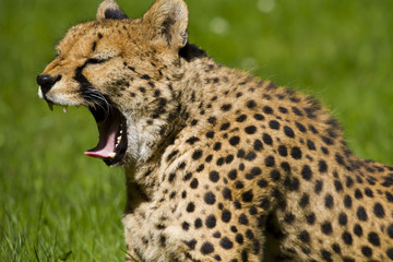Cheetah, Acinonyx jubatus