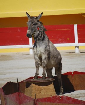 Spectacle &eacute;questre