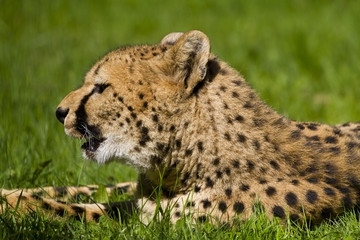 Cheetah, Acinonyx jubatus