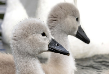 Mute Swan Cygnets