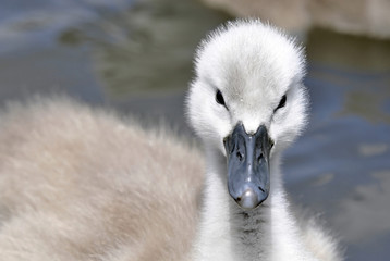 Fototapeta premium Swan Cygnet