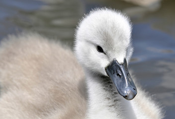 Mute Swan Cygnet