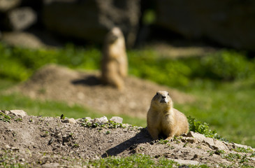 prairie dog
