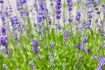 Fototapeta premium Lavender