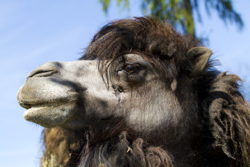 Bactrian Camel