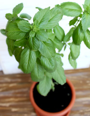 basil grown in a pot