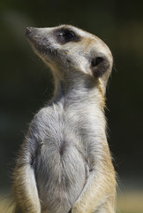 Meerkat